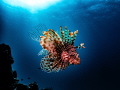   Lionfish water column  